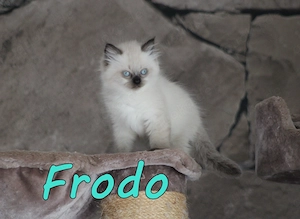 Maine Coon x Britisch Langhaar Mix Kitten. Geimpft, gechipt, entwurmt