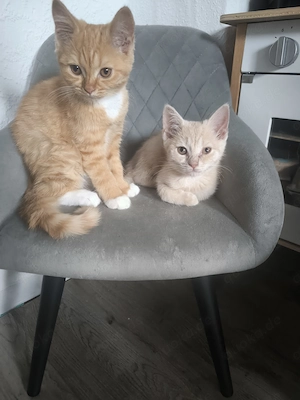 Kitten suchen ein neues Zuhause 