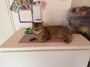 Bkh Katze 
