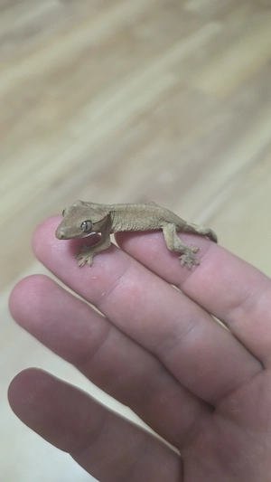 kronengecko 0.0.1 crested gecko 