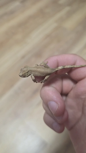 kronengecko 0.0.1 crested gecko 