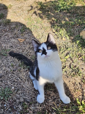 2 Kätzchen Kitten suchen neues Zuhause 