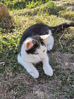 2 Kätzchen Kitten suchen neues Zuhause  Bild 4