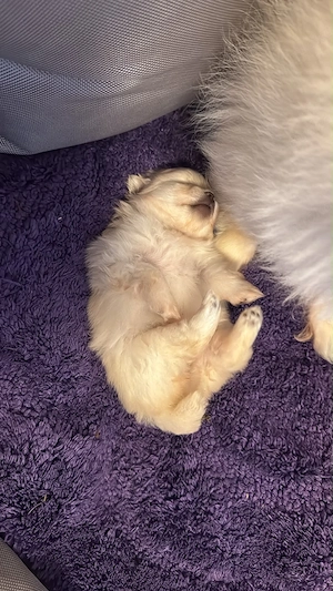 2 süße Pomeranian Welpen abzugeben