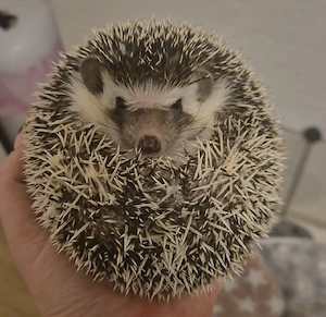 2 Weißbauchigel (Weibchen) :-)