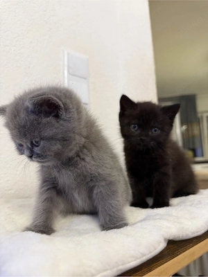 Britisch kurzhaar. kitten  Bild 3