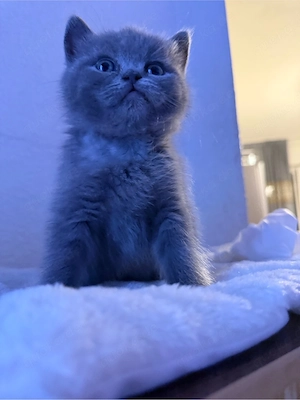 Britisch kurzhaar. kitten  Bild 2