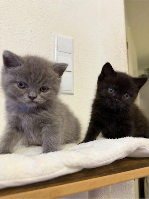 Britisch kurzhaar. kitten  Bild 5