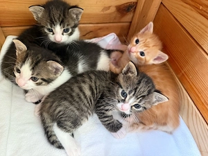 Katzenbabys Hauskatzen
