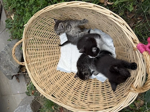 Babykatzen Kitten 
