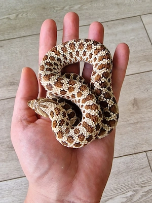 0.1 Hakennasennatter (Hognose) Classic 100% het. Snow NZ 06 2024