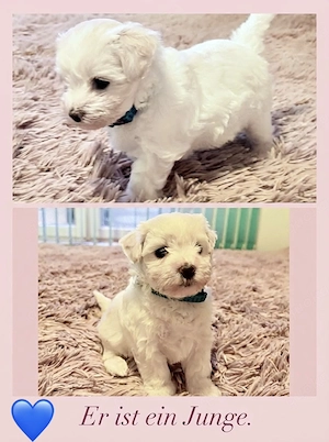 Liebevolle Malteser-Welpen   4 Mädchen & 2 Jungen