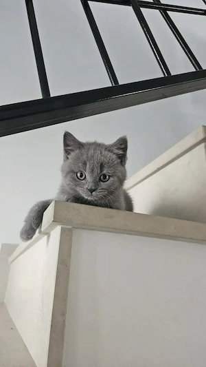 Zuckersüße Britisch Kurzhaar Kitten  Bild 6