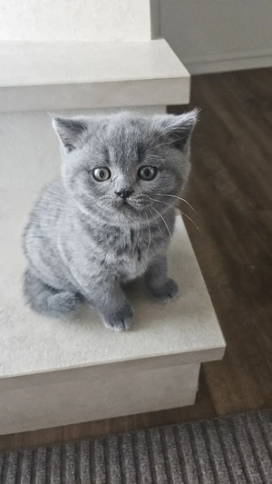Zuckersüße Britisch Kurzhaar Kitten  Bild 5