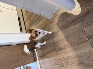 Kleiner Hund Chihuahua Jack-Rassel Mix