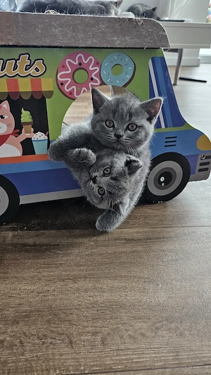 Zuckersüße Britisch Kurzhaar Kitten 