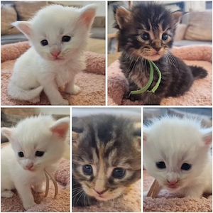 Maine Coon Kitten 