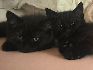 BKH KITTEN anzugeben  Junge u. Mädchen 