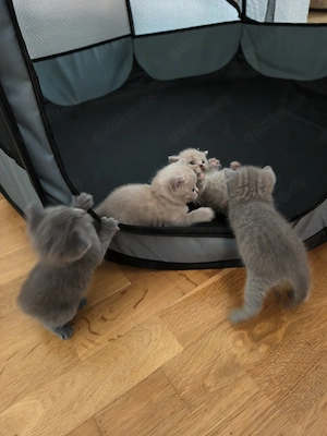 BKH Kitten Teddys