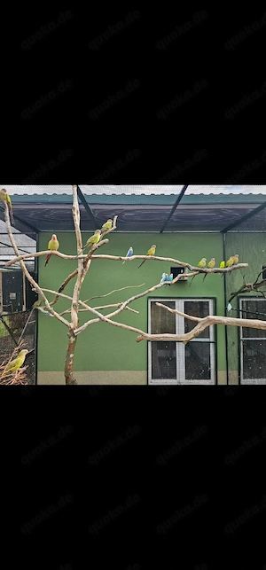 Wellensittiche in tollen Farben auch hanszahm