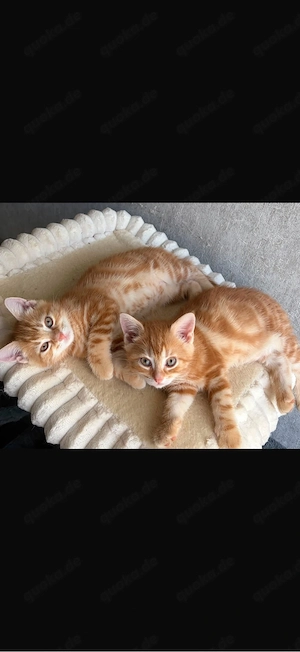BKH Kitten Rot