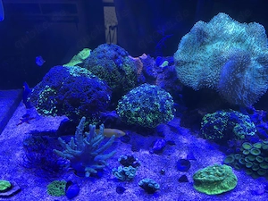 Verkaufe Zwecks Hobby Aufgabe diverse Korallen und Meerwasser Fische.