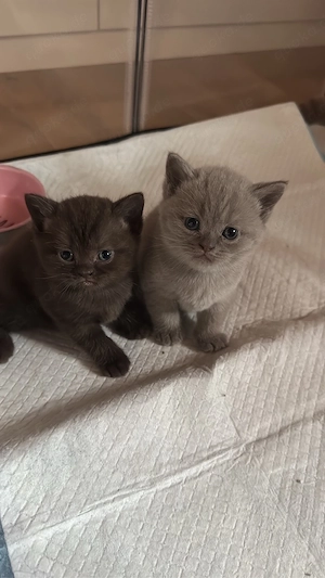 British-Kurzhaar-Kitten sucht 