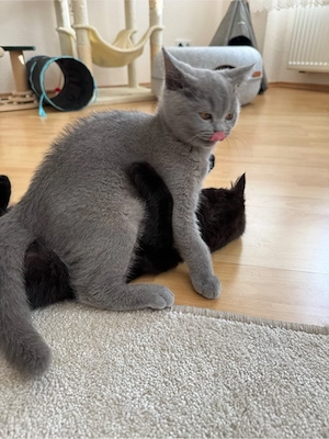 BKH Kitten grau (W) & braun (W)