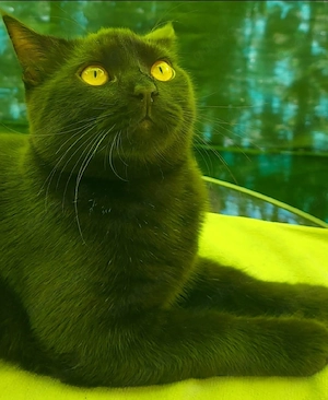 Mischlings Katzen