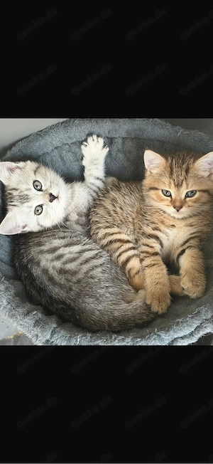 BKH Kitten
