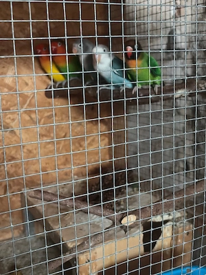 Unzertrennliche Vögel Bild 3