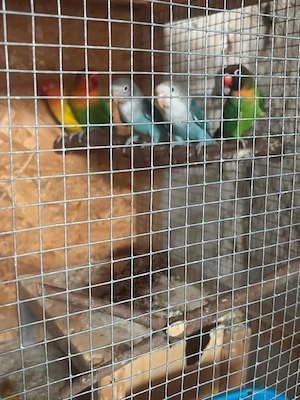 Unzertrennliche Vögel Bild 2