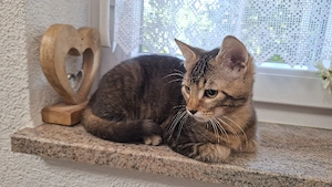 Haus Kater 