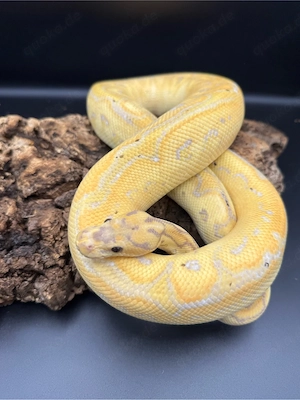 Python Regius Calico Clown 