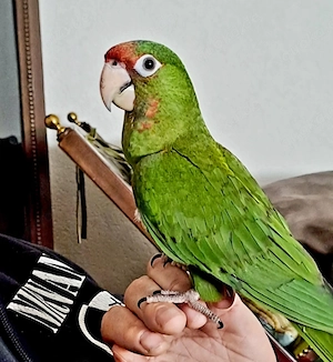 Rotmaskensittich  HANDAUFZUCHT