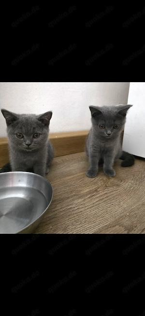 britisch kurzhaar kitten Abgabebereit 