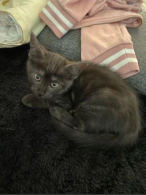Maine Coon Mix