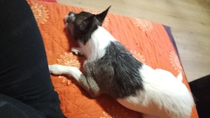 Französische Bully mix Hundin Bild 2