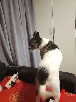 Französische Bully mix Hundin Bild 3