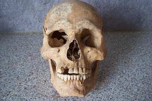 Archäologischer Schädel