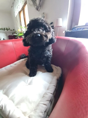 Maltipoo Hündin