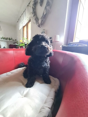 Maltipoo Hündin Bild 2