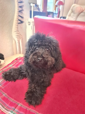 Maltipoo Hündin Bild 3