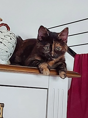 BKH Mix Katze 1 1 2 Jahre alt Bild 4