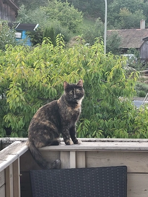 BKH Mix Katze 1 1 2 Jahre alt