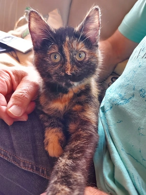 BKH Mix Katze 1 1 2 Jahre alt Bild 3