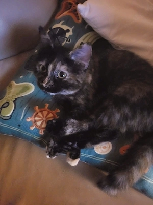 BKH Mix Katze 1 1 2 Jahre alt Bild 5