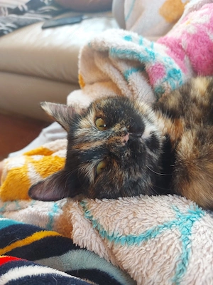 BKH Mix Katze 1 1 2 Jahre alt Bild 2