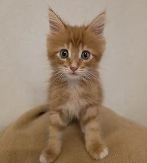 Main Coon Kater