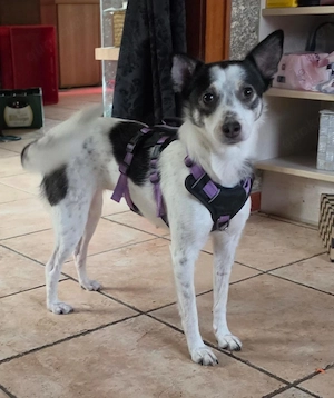Verschmuste Cleo(45 cm,9,8 kg,2,5 Jahre) sucht liebevolles Zuhause 
